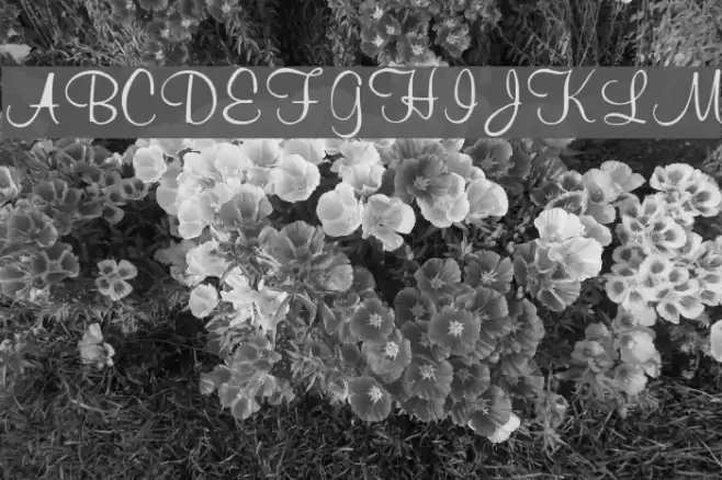 Muriel Font examples