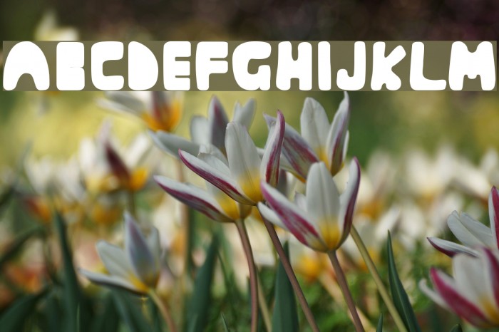 Muringa Font examples