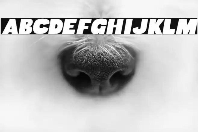 Musa Ornata Font examples