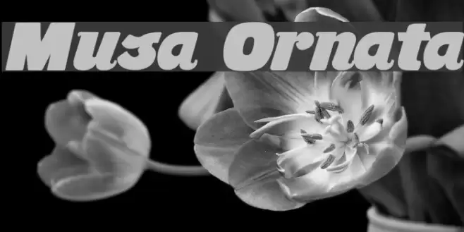 Musa Ornata Font examples