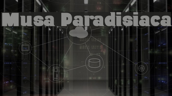 Musa Paradisiaca Font examples