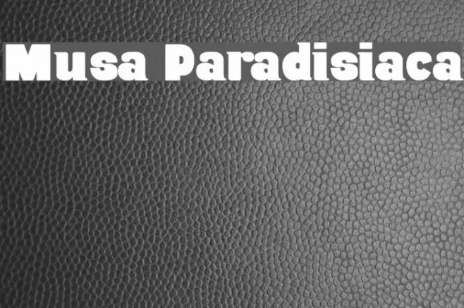 Musa Paradisiaca Schriftart examples