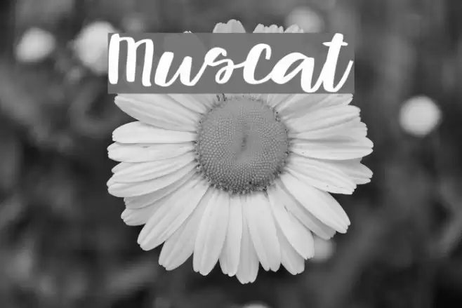 Muscat Font examples