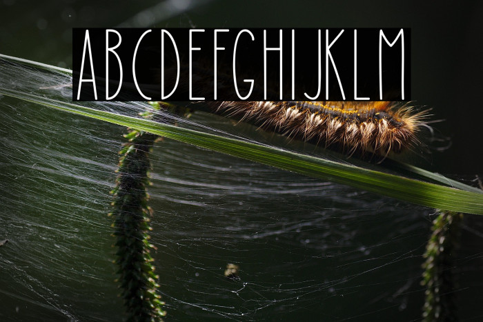 Mushy Loversy Example 2