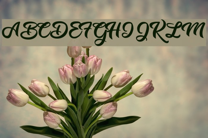 Music Magic Personal Use Regular Example 1