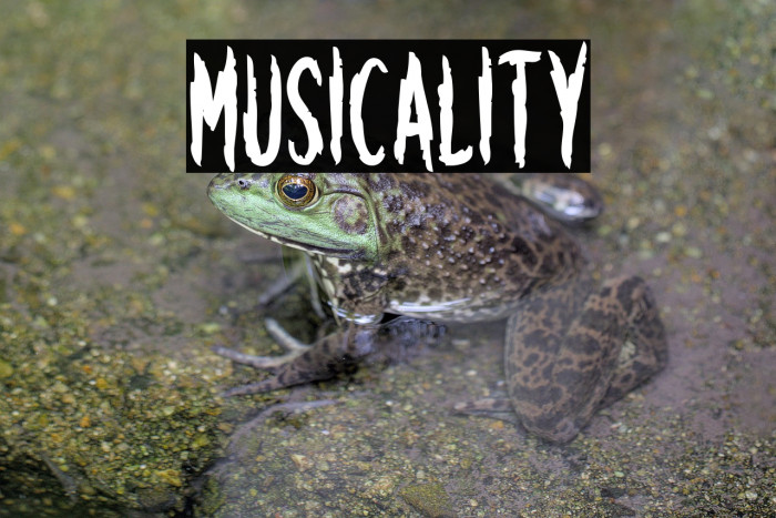 Musicality Example 3