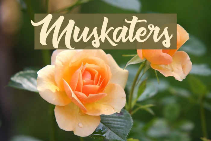 Muskaters Example 3