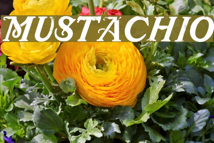 Mustachio Font examples