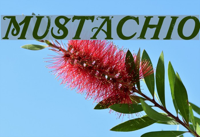 Mustachio Font examples