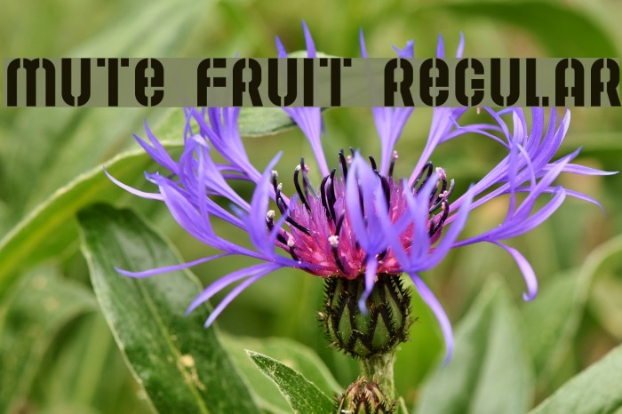 Mute Fruit Regular Font examples