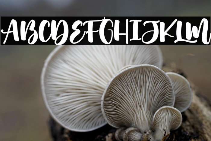 Muthiara -Demo Version- Example 1