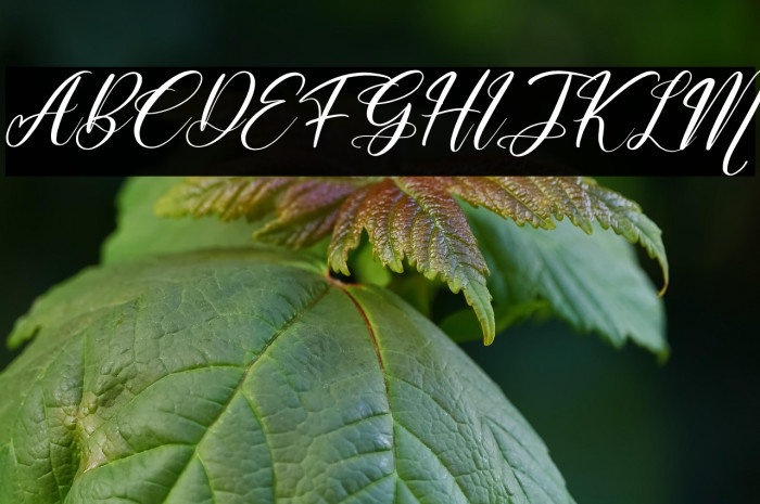 Muttiara Pagi Italic Example 1