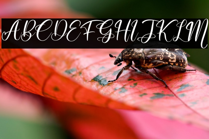 Muttiara Pagi Example 3