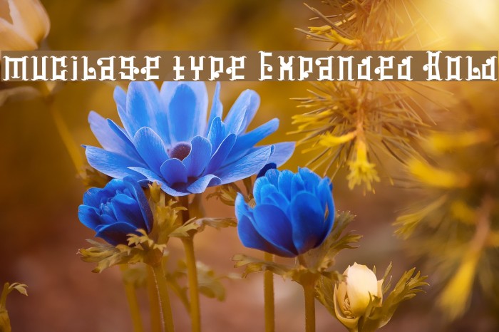 mucilage type Expanded Bold Font examples