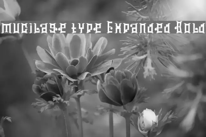 mucilage type Expanded Bold Example 1