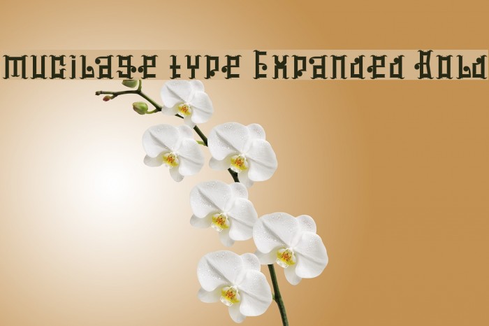 mucilage type Expanded Bold Font examples