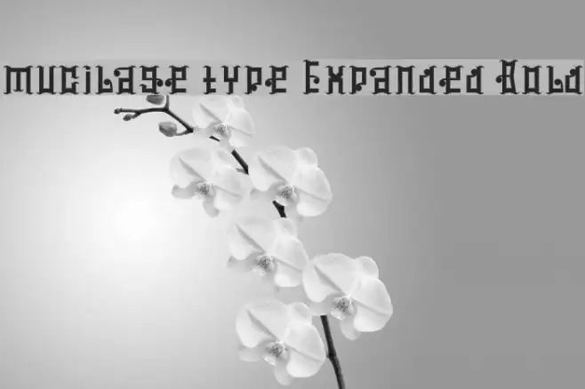 mucilage type Expanded Bold Example 3