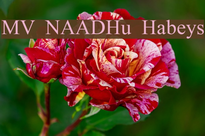 MV NAADHu Habeys Font examples
