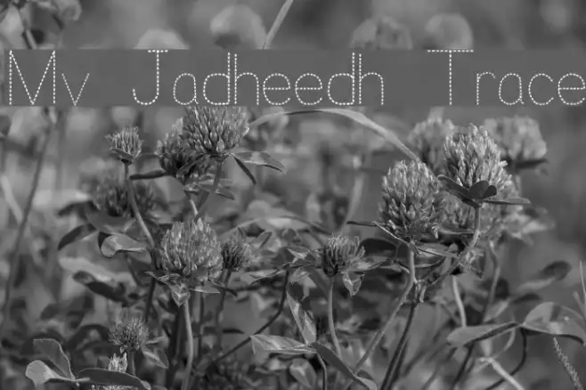 Mv Jadheedh Trace Example 3