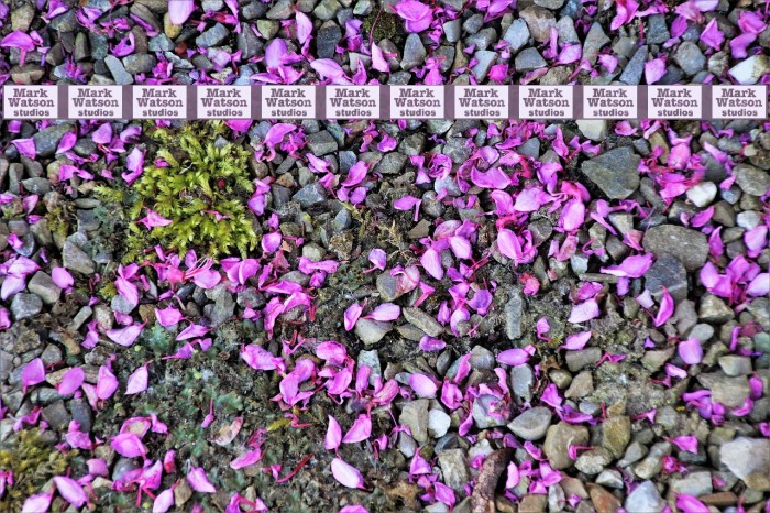 MW-Ding-A-Lings Font examples