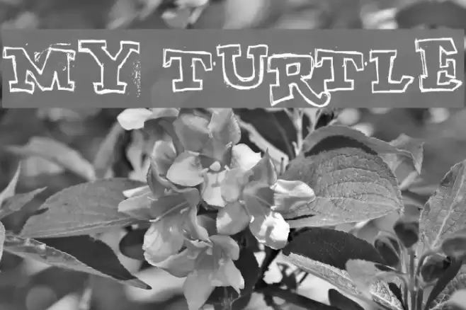 MY TURTLE Font examples
