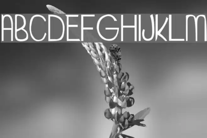 My Organization Font examples