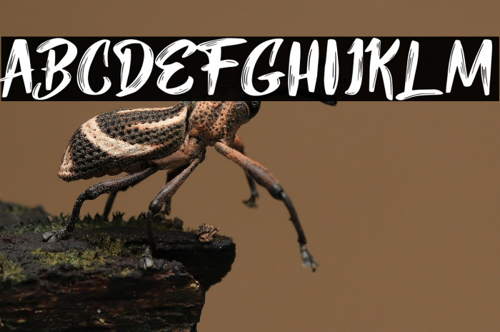 Mybread Regular Example 3