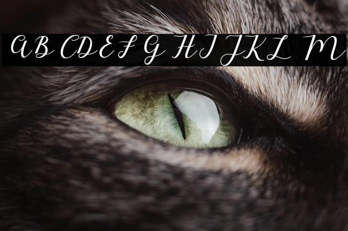 MyloveScript Example 1