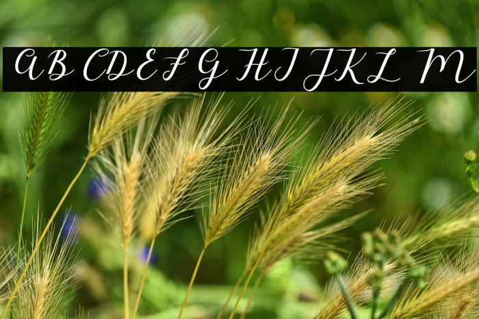 MyloveScript Example 3