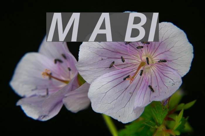 Myriad Apple BoldItalic Font examples