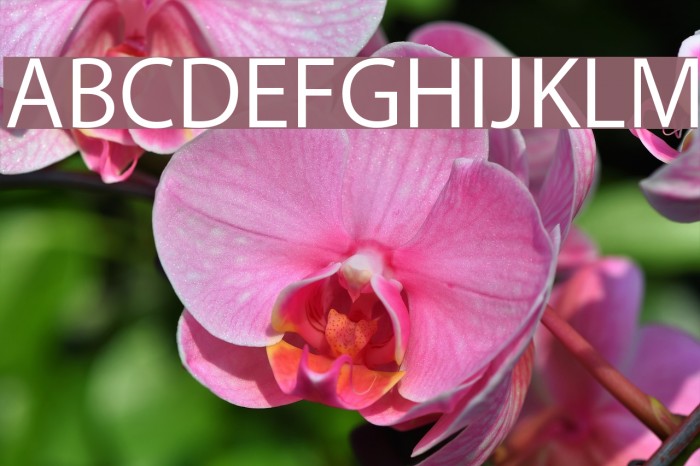 Myriad Apple Text Font examples