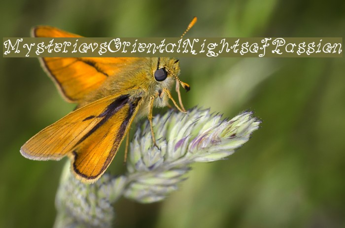 MysteriousOrientalNightsofPassion Example 3