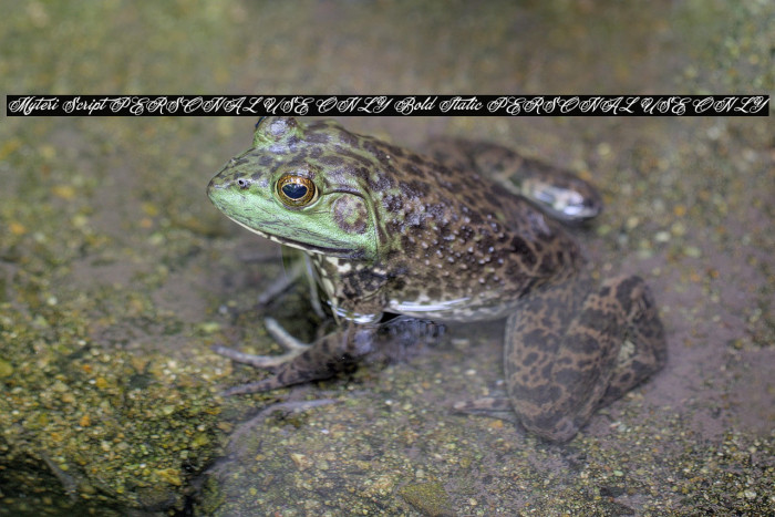 Myteri Script PERSONAL USE ONLY Bold Italic PERSONAL USE ONLY Example 2