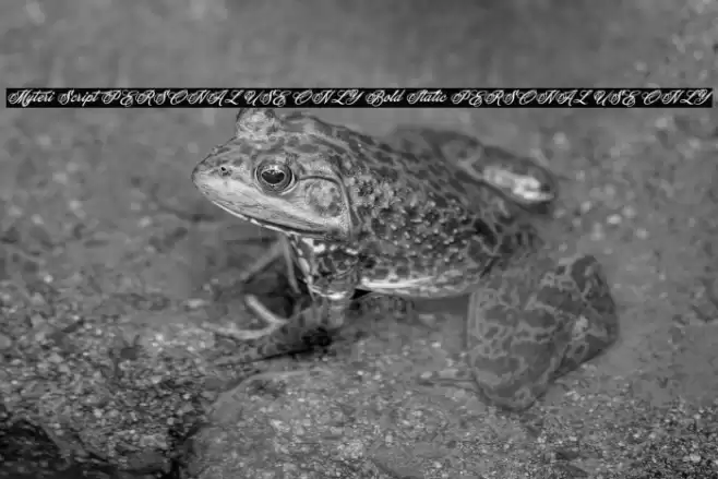 Myteri Script PERSONAL USE ONLY Bold Italic PERSONAL USE ONLY Font examples