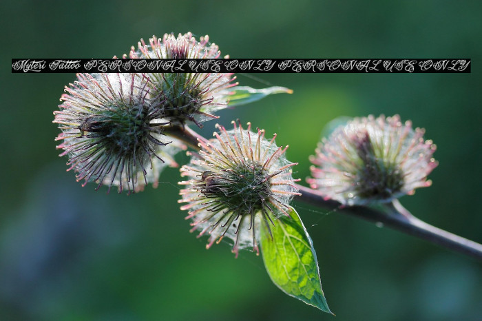 Myteri Tattoo PERSONAL USE ONLY PERSONAL USE ONLY Example 2