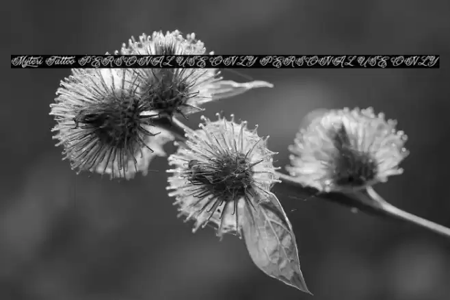 Myteri Tattoo PERSONAL USE ONLY PERSONAL USE ONLY Schriftart examples