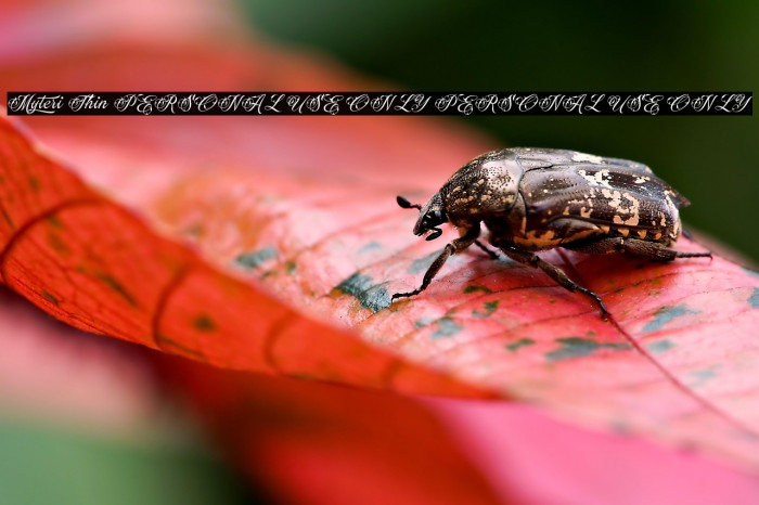 Myteri Thin PERSONAL USE ONLY PERSONAL USE ONLY Example 2