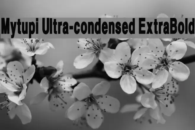 Mytupi Ultra-condensed ExtraBold Font examples