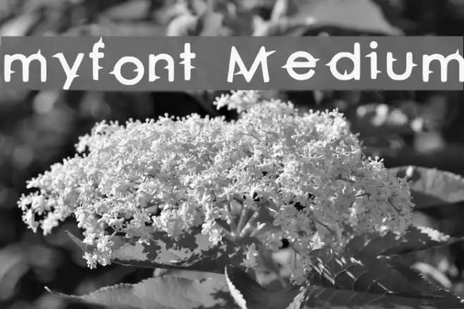 myfont Medium Example 3