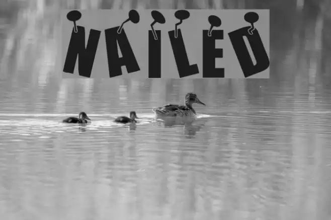 NAILED Font examples