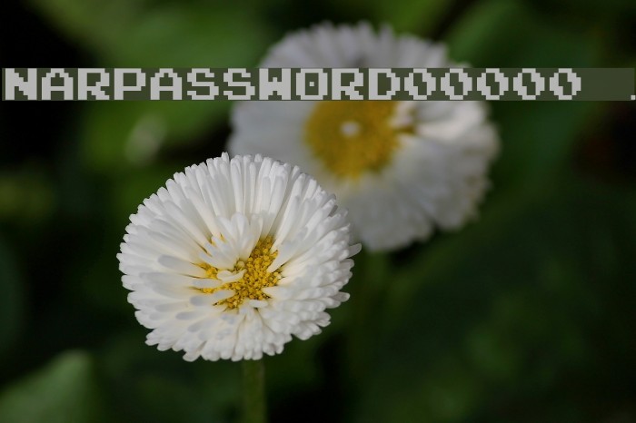 NARPASSWORD00000 fixed.width Font examples