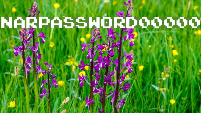 NARPASSWORD00000 Font examples