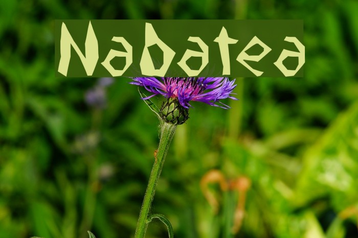Nabatea फ़ॉन्ट examples