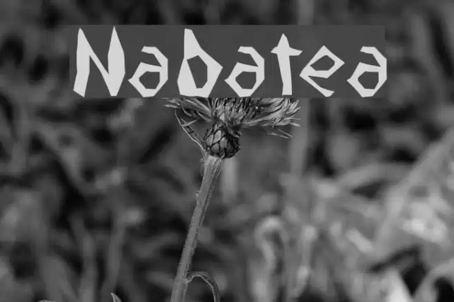 Nabatea Font examples