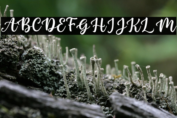 Nada Qonita - Personal Use Example 1