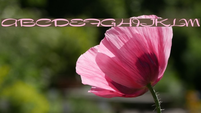 Nadejda Bold Font examples