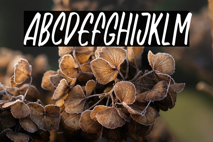 NagistaFREE Example 3