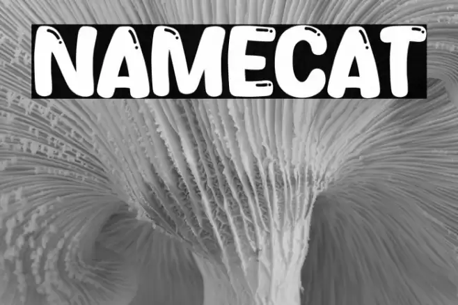Namecat Font examples