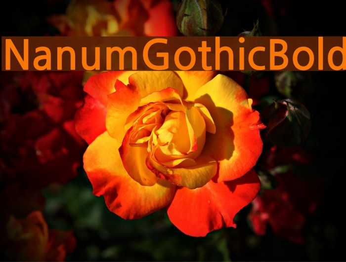 NanumGothicBold Font examples