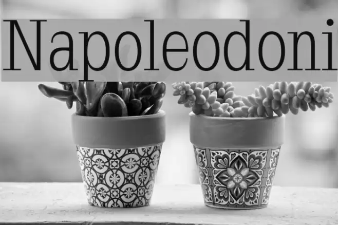 Napoleodoni Font examples